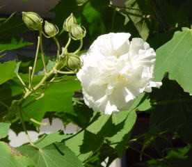 黄茄花根