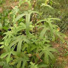 黄蜀葵茎图片