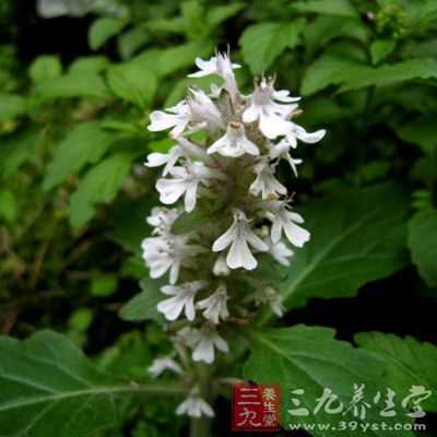 忽布筋骨草