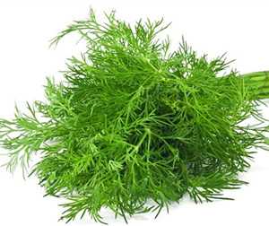 茴香茎叶图片