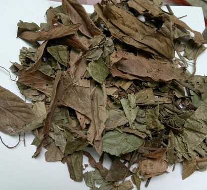 葫芦茶图片