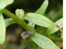 胡麻草图片