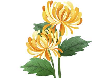 菊花一身是宝，苖可以当菜，花可入药