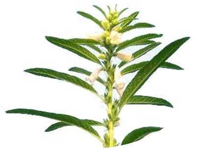 芝麻开花节节高