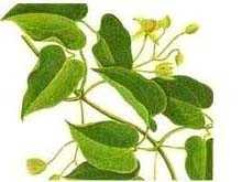 假耧斗菜图片