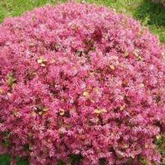 檵花根