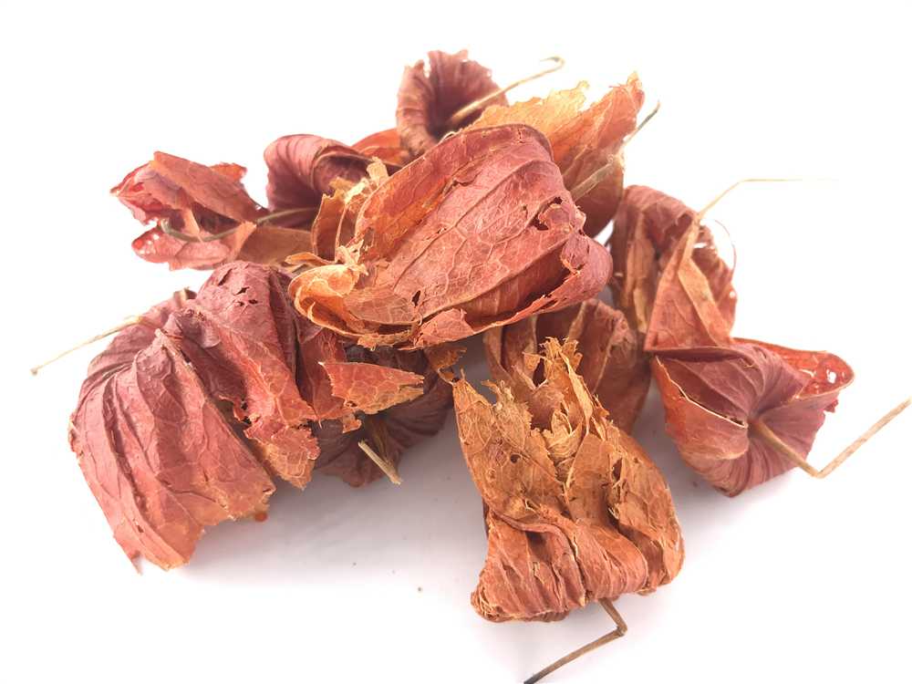 锦灯笼图片