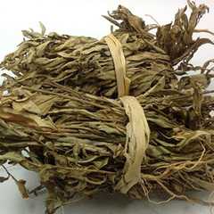 金牛草图片
