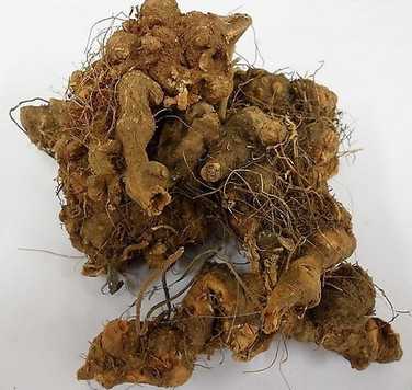 金荞麦