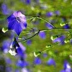 桔梗芦头