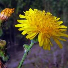 苣荬菜花