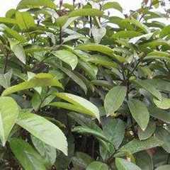 苦茶叶