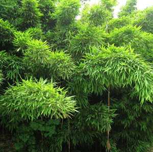 苦竹茹