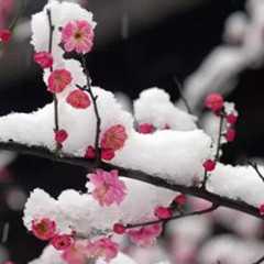 腊雪图片