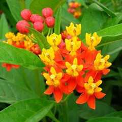 莲生桂子花图片