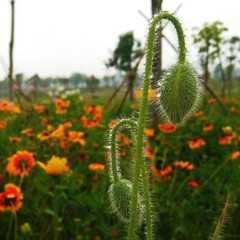 丽春花果实图片