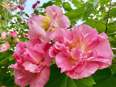 秋江主人木芙蓉