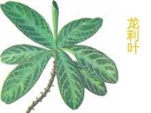 龙利叶花图片