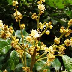 龙眼花