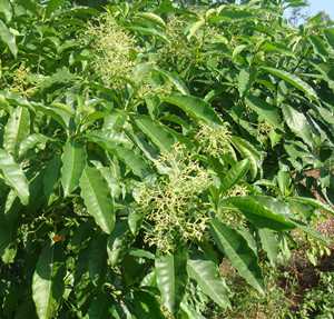 萝芙木茎叶