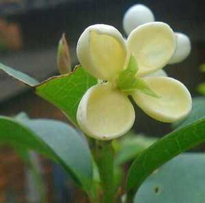 马桂花