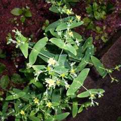 芒小米草