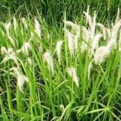 茅草箭图片