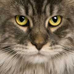 猫头图片