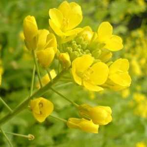 茅香花图片