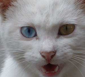 猫眼睛图片