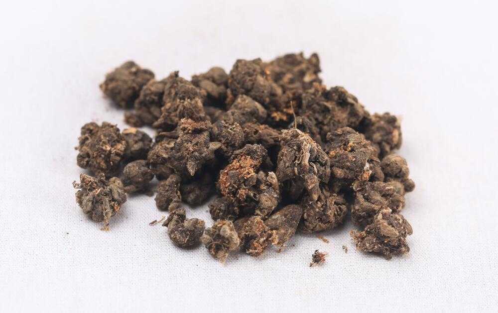 猫爪草图片