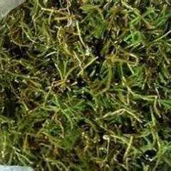 马尾伸筋图片