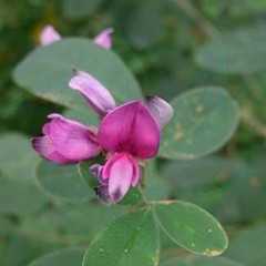美丽胡枝子花