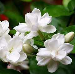 茉莉花图片