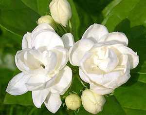 茉莉花露图片