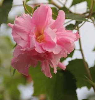 木芙蓉图片
