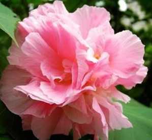 木芙蓉花
