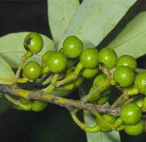 木姜子茎