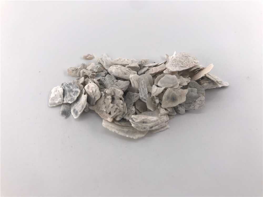 牡蛎图片