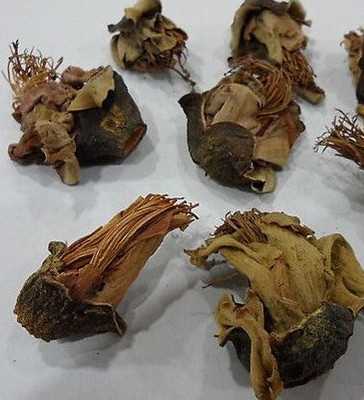 木棉花图片