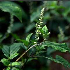 牛膝茎叶图片