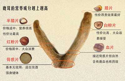 购买鹿茸如何辨识真假