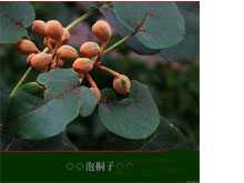 泡桐果图片