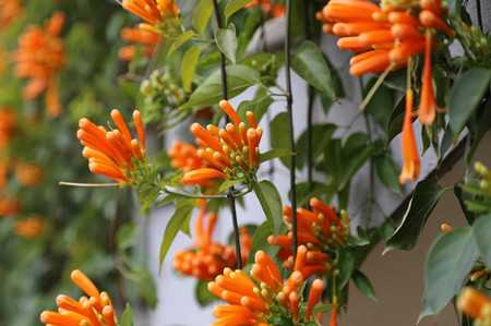 炮仗花图片