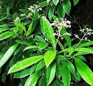青棉花藤根图片