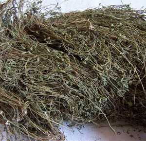 七叶一把伞图片