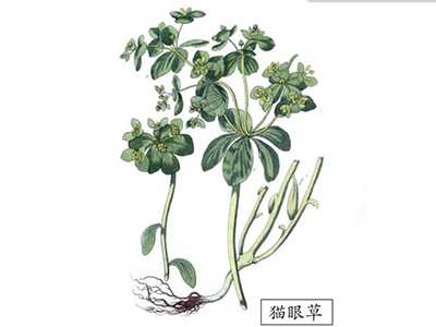 形似猫眼而得名 逐水、消痰可退热
