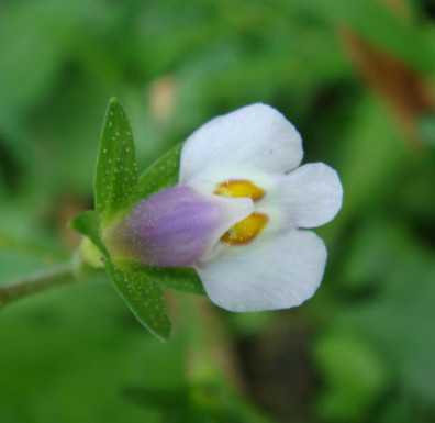 锐叶小槐花