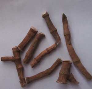 三白草根