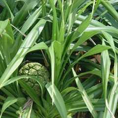 山菠萝根